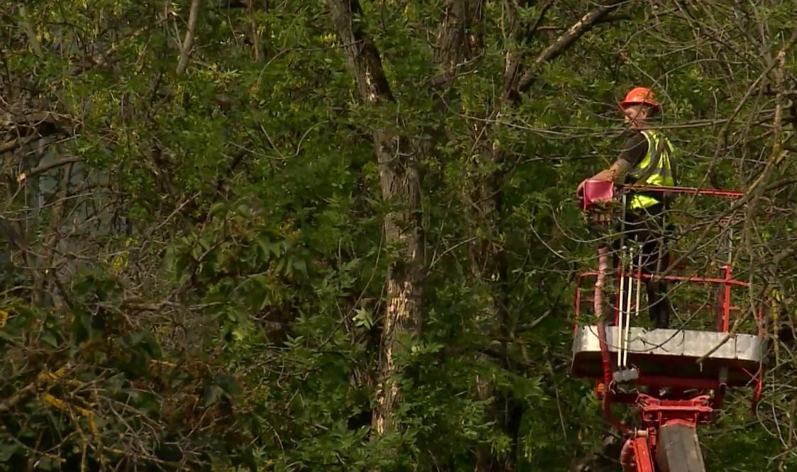 В Пензе приступили к вырубке ясеней, пораженных опасным вредителем