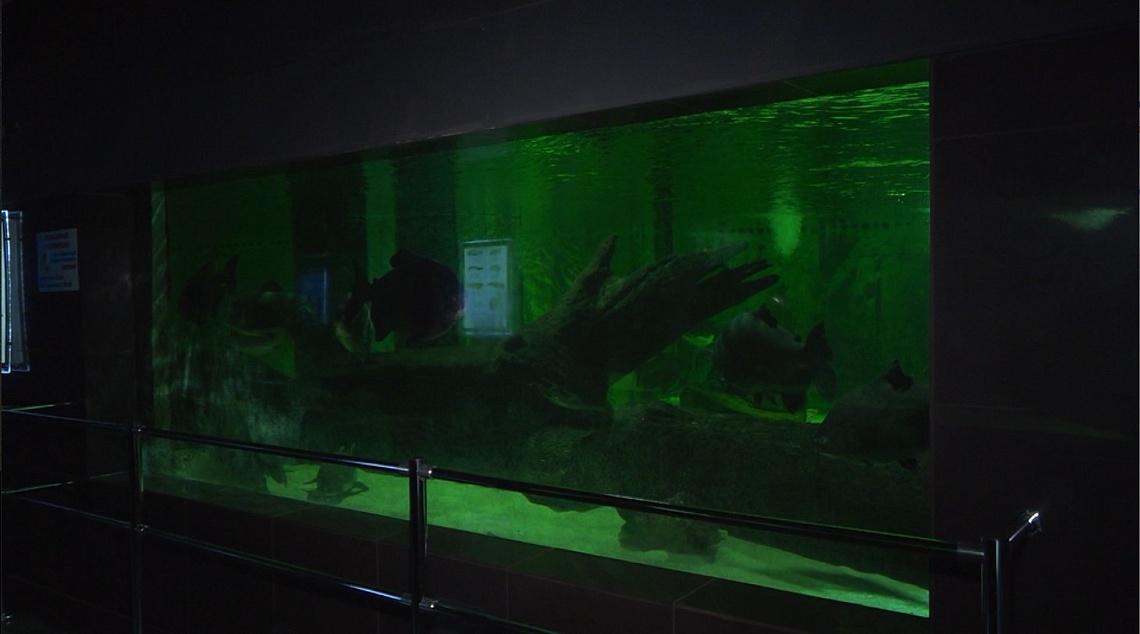 В Пензе дети участников СВО посетили океанариум