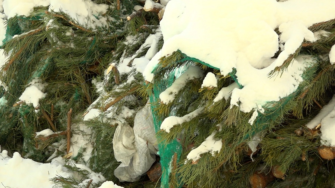 Акция «Пенза, спаси елку» завершила свою работу