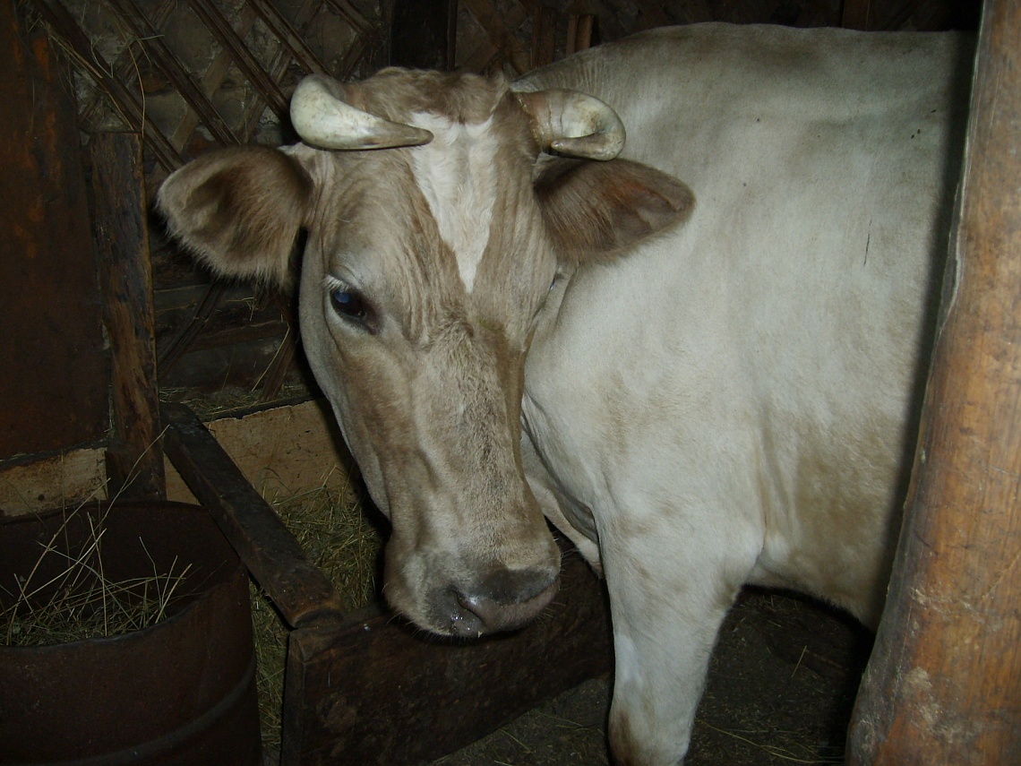 В Пензенской области воровавший скот мужчина 7 лет проведет в тюрьме