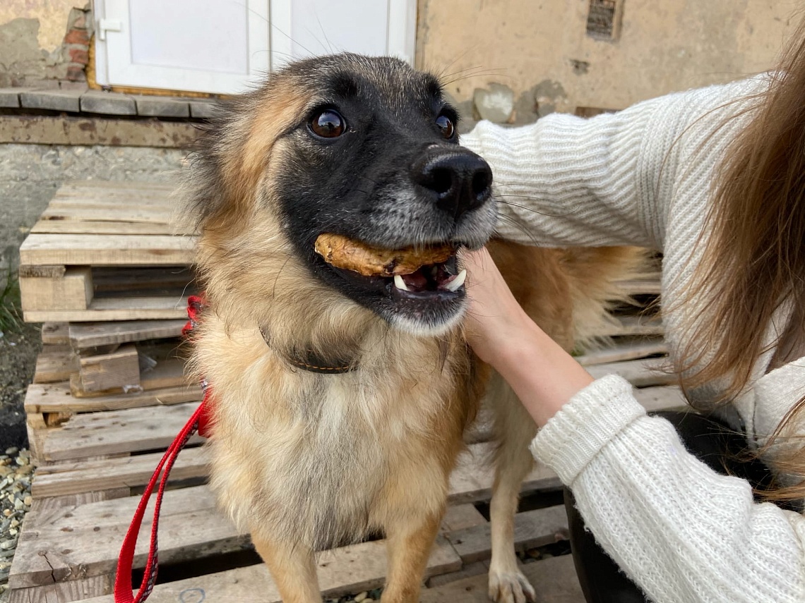 Пензенские волонтеры ставят стерилизованным собакам специальные бирки