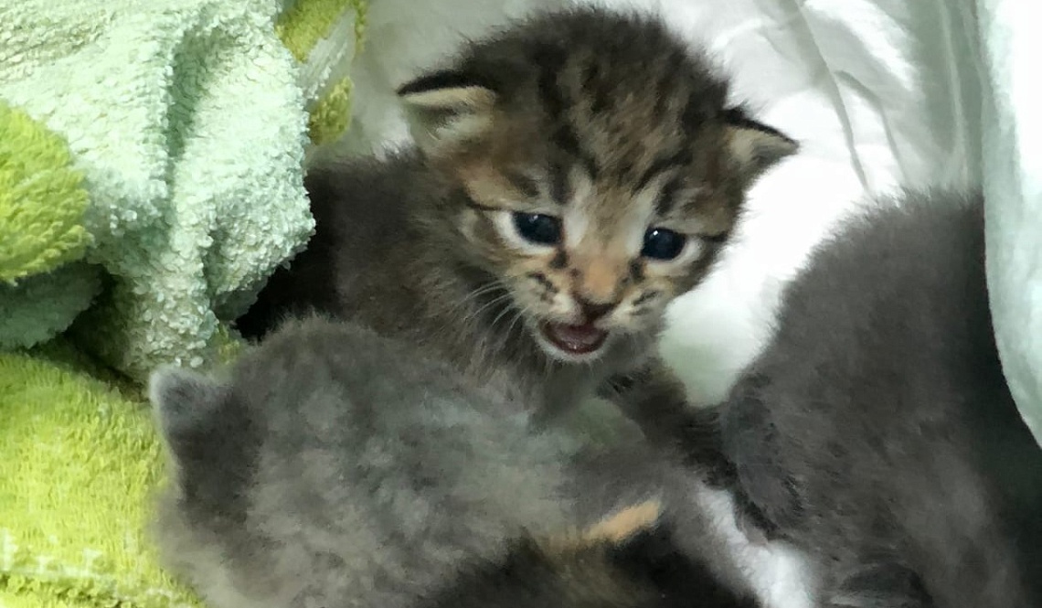 Пензенцы рассказали историю спасения 11 крошечных котят Пензенцы рассказали историю спасения 11 крошечных котят