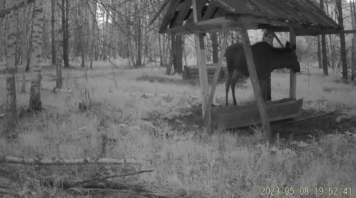 В минлесхозе Пензенской области сообщили, когда откроется сезон охоты на парнокопытных