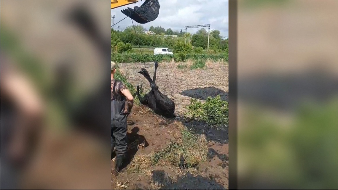 В Пензе спасли лося, который провалился в яму