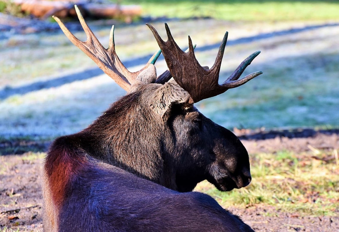 В Пензенской области водитель заснял лосиху с детенышем