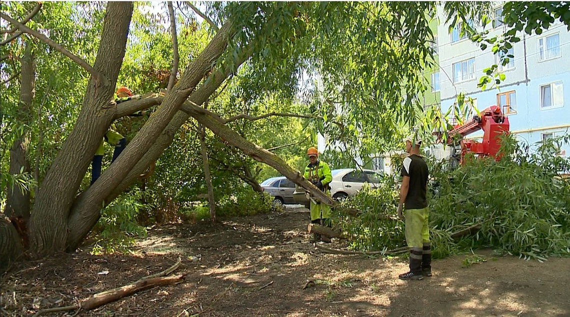 В пензенских дворах опиливают аварийные деревья