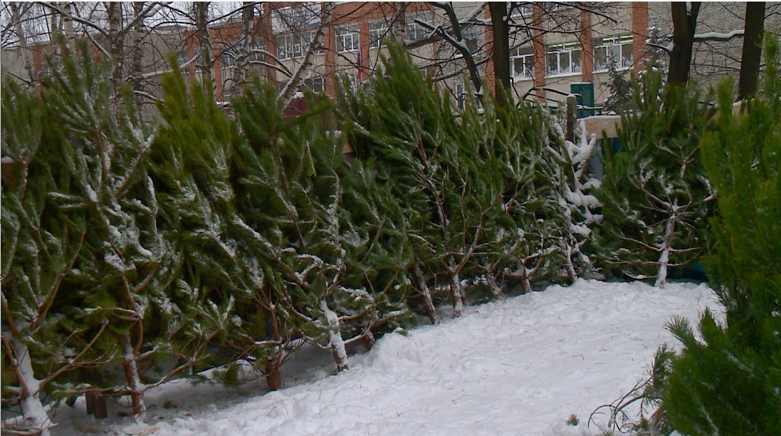 В Пензе работают 80 елочных базаров