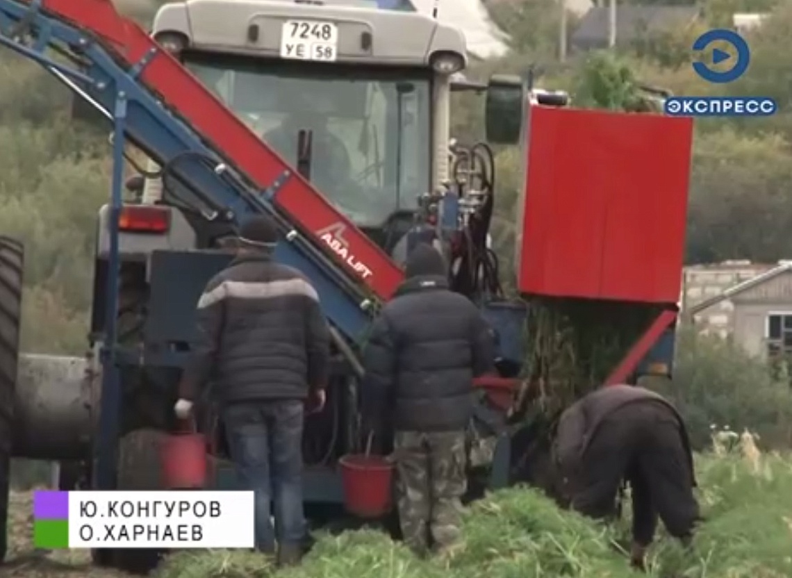Пензенские производители довольны урожаем