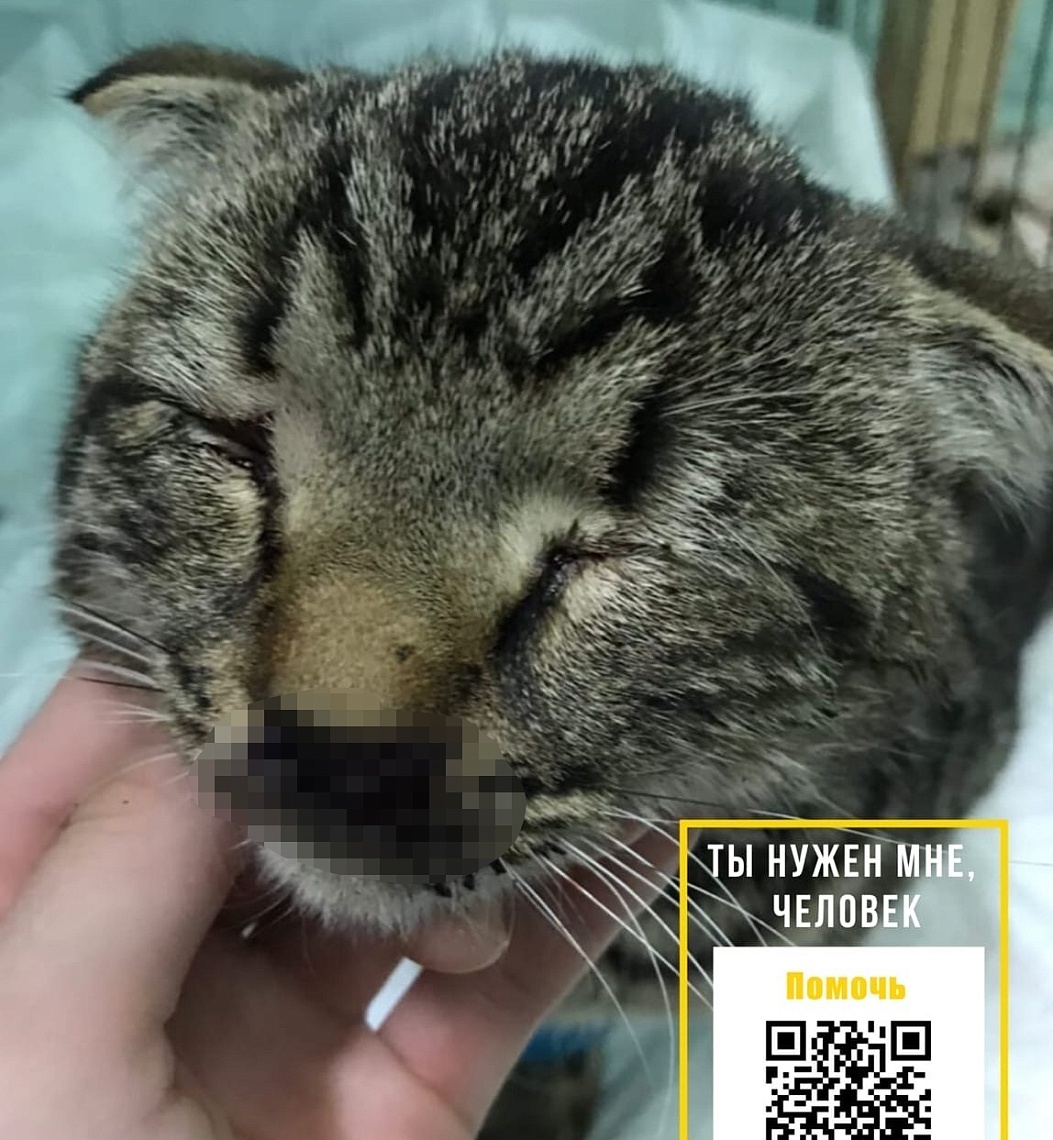 Пензенцы восемь часов боролись за жизнь искалеченного вислоухого кота