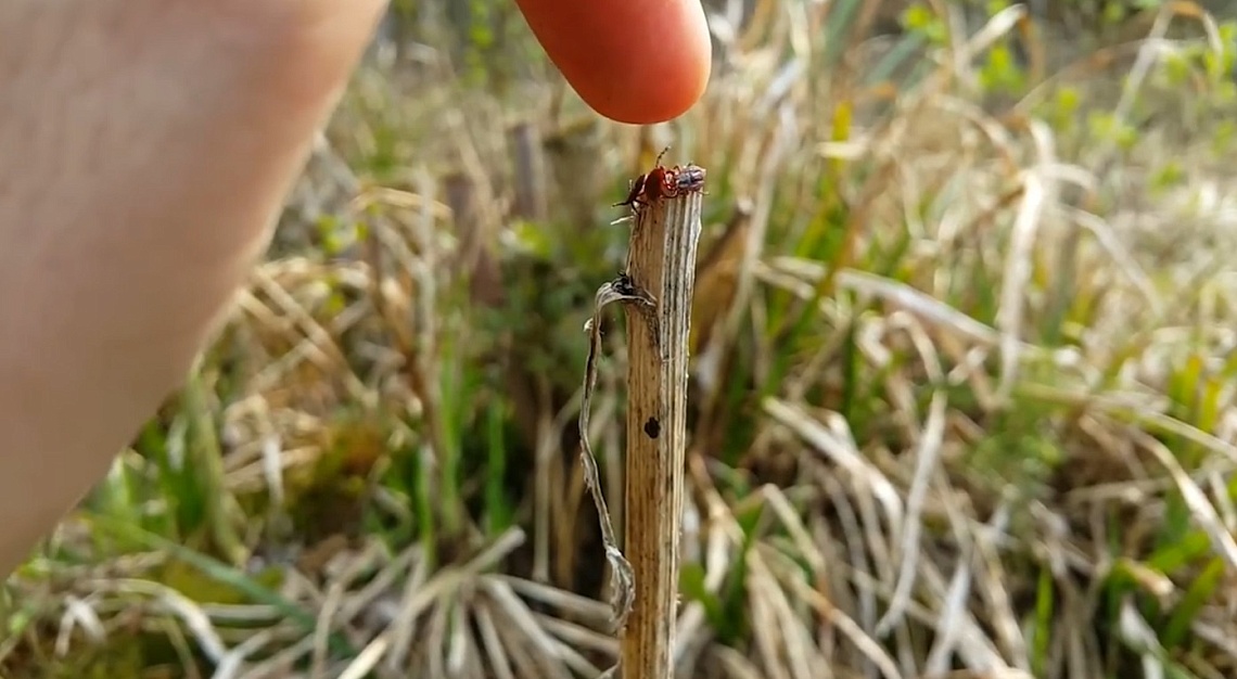 В Пензенской области  в июне наблюдается пик активности клещей