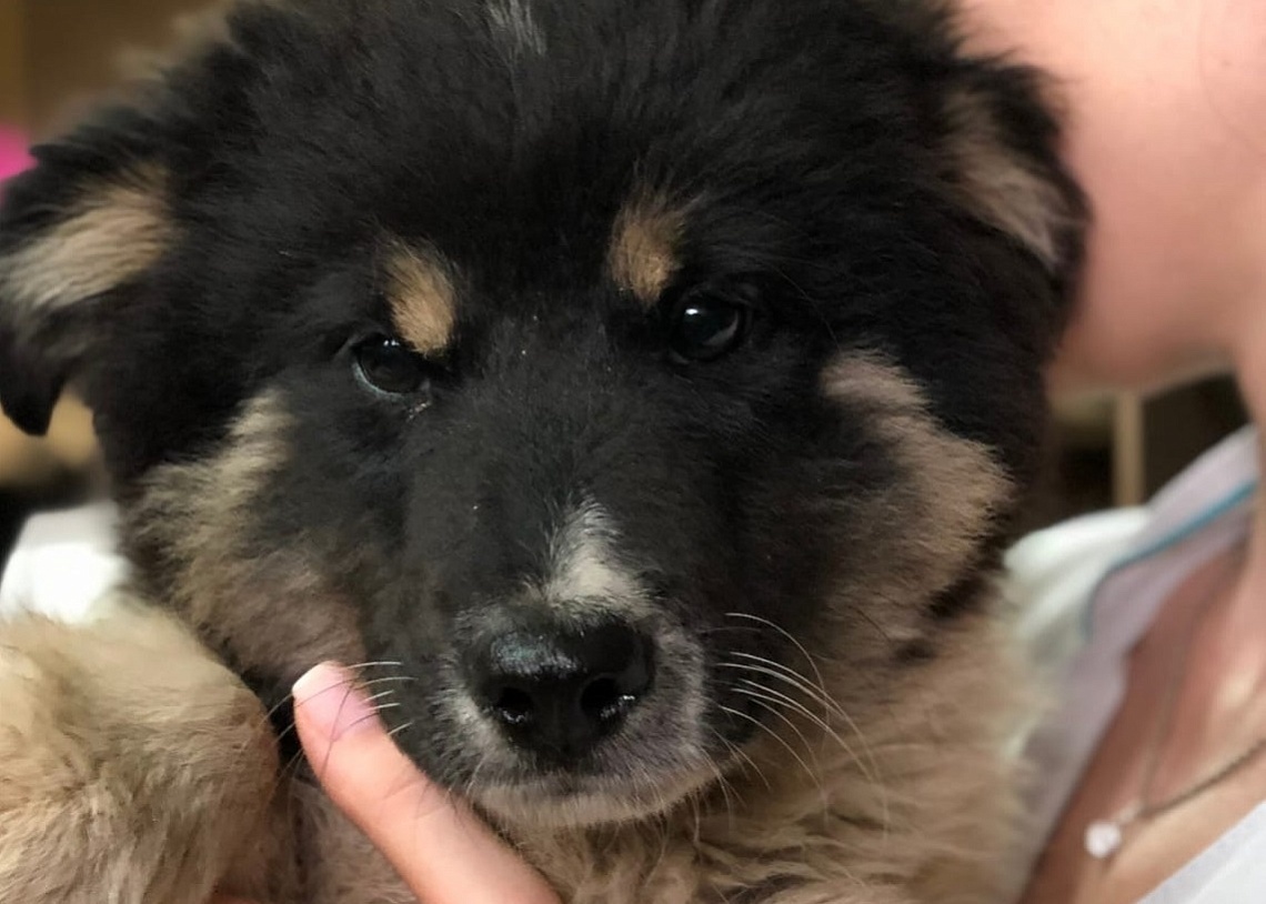 Пензенские волонтеры борются за жизнь переломанного «медвежонка»