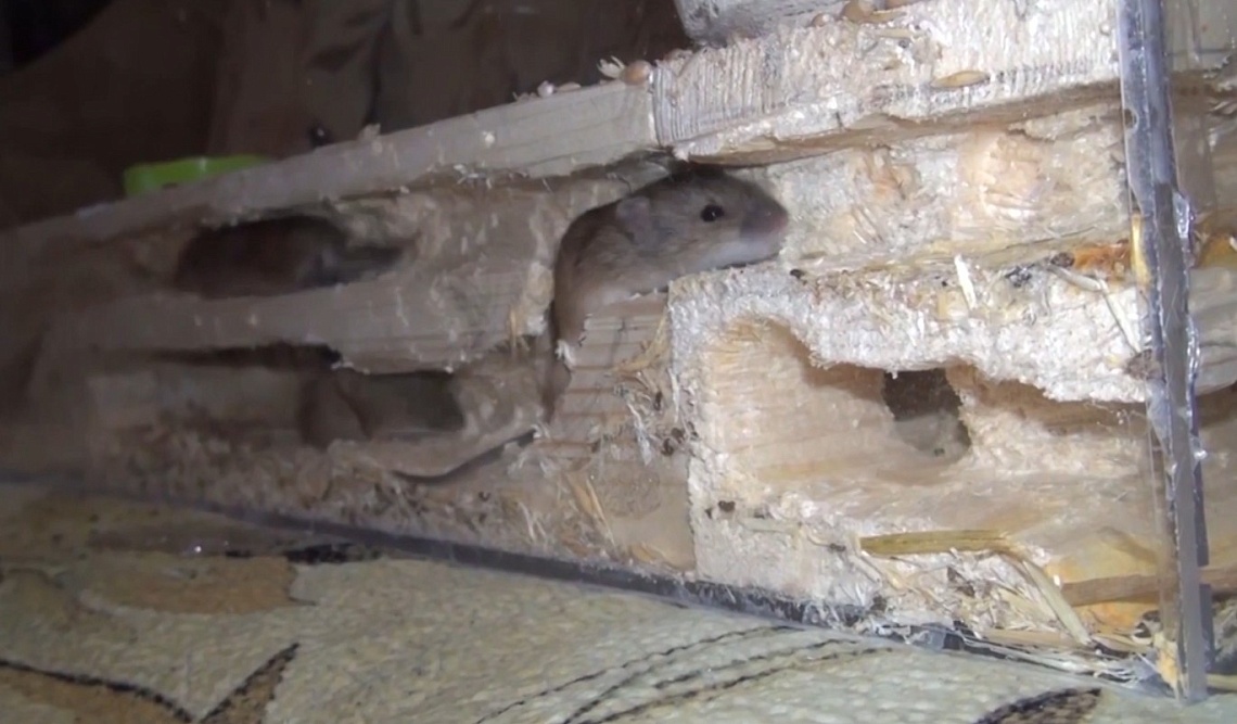 В Пензенской области увеличилась заболеваемость мышиной лихорадкой