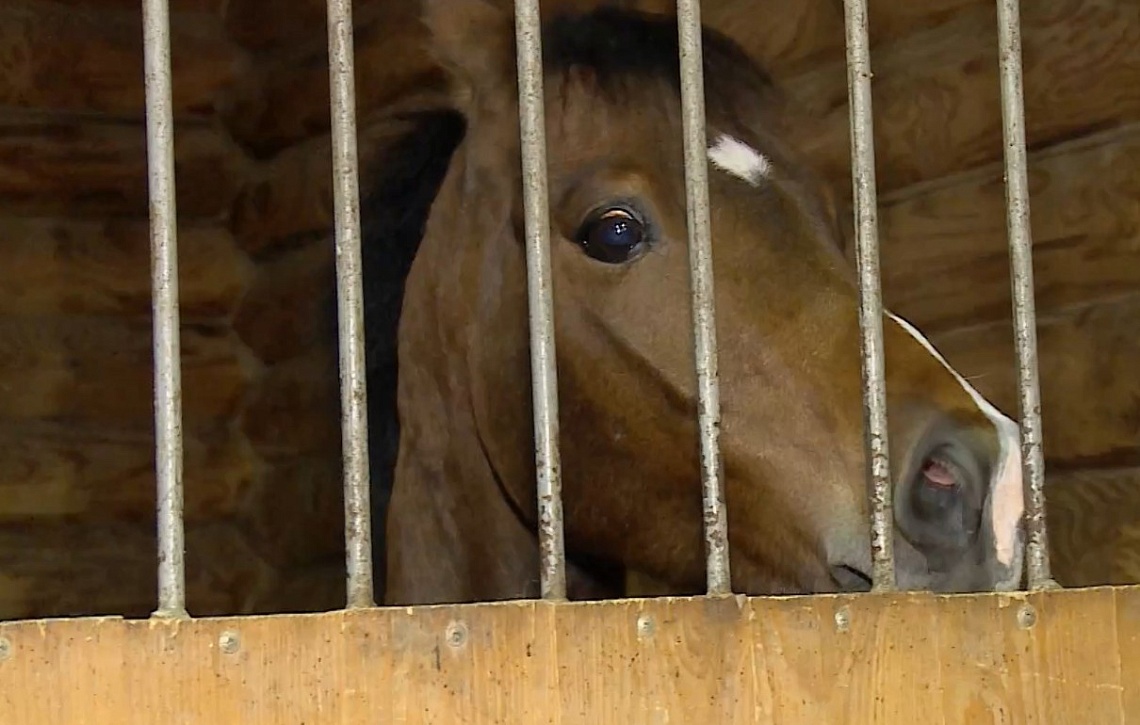 В Пензенской области состоялось дебютное первенство региона в дисциплине «Конкур»