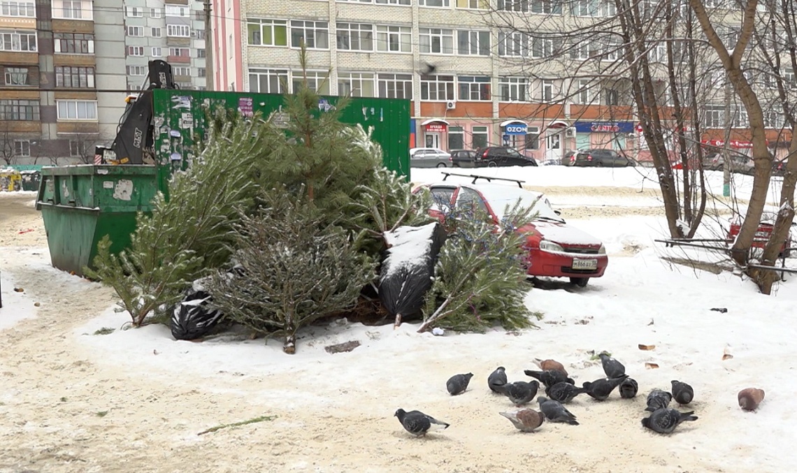 В Пензе стартовала экологическая акция под названием «Спаси елку» В Пензе стартовала экологическая акция под названием «Спаси елку»