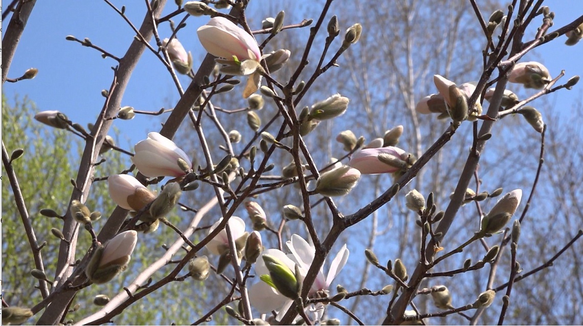 В Пензенском ботаническом саду им. Спрыгина распустились магнолии