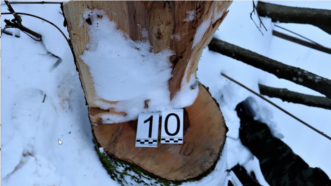 В Пензенской области для установки ЛЭП незаконно вырубили деревья на 1 млн рублей