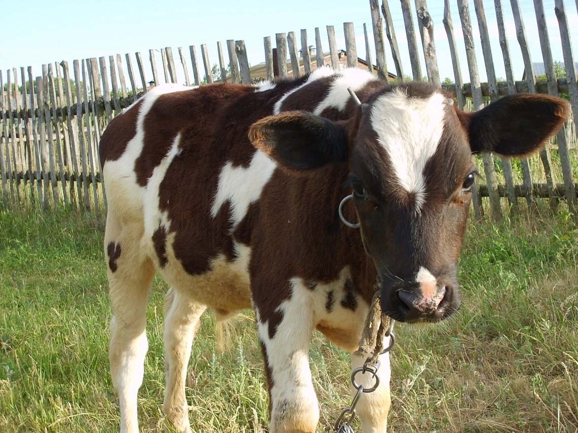 Мужчину будут судить за кражу коров в Пензенской области