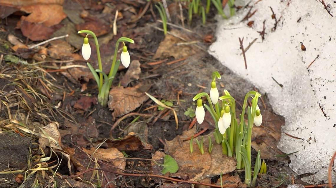 В Пензенском ботаническом саду им. И. И. Спрыгина зацвели подснежники