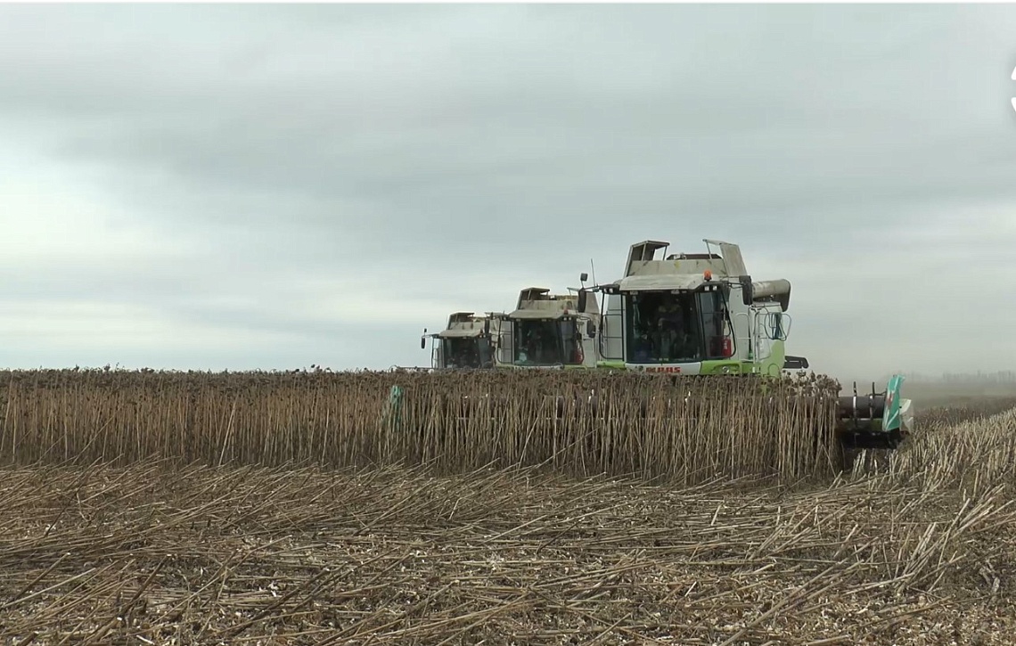 В Пензенской области уборка подсолнечника подходит к концу