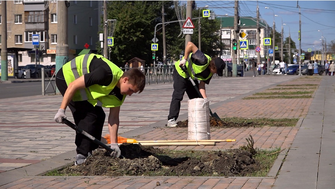 В Пензе на улице Плеханова вместо старых тополей высаживают липы
