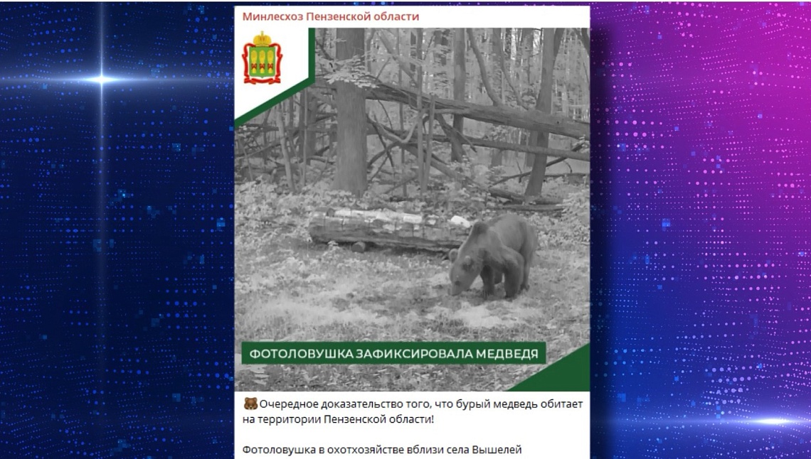 В Городищенском районе фотоловушка зафиксировала медведя