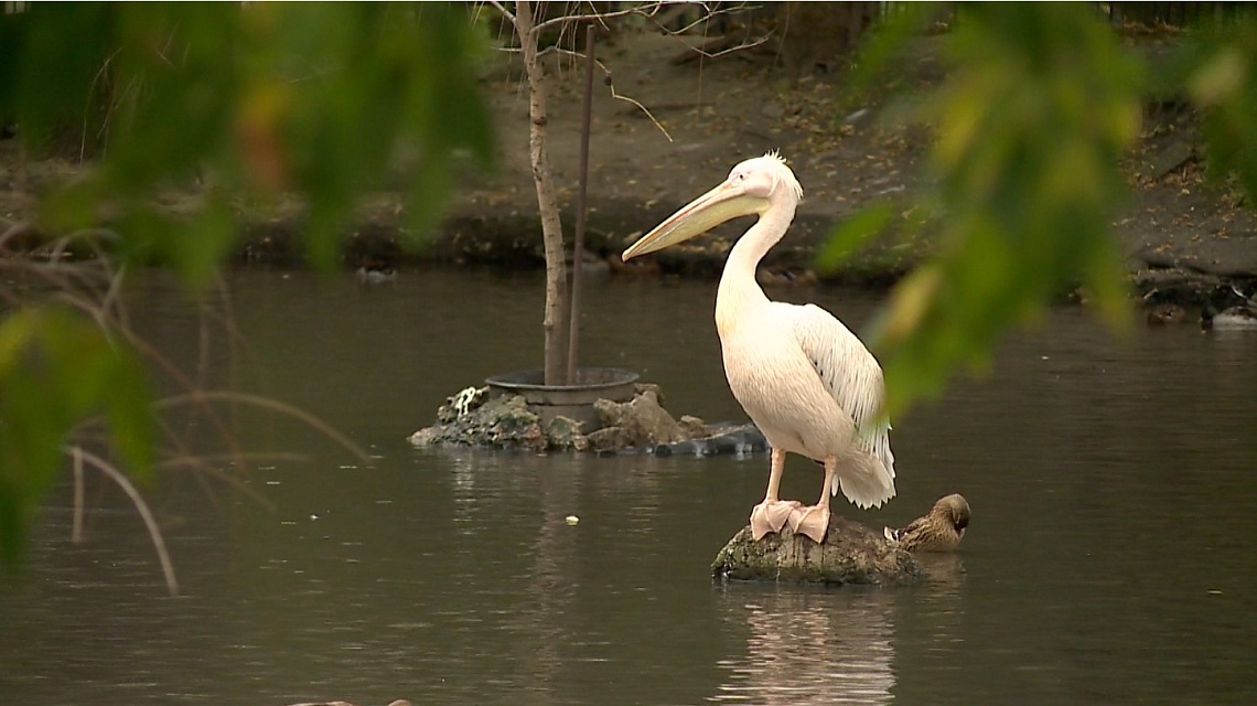 В пензенском зоопарке теплолюбивых животных переводят в помещения