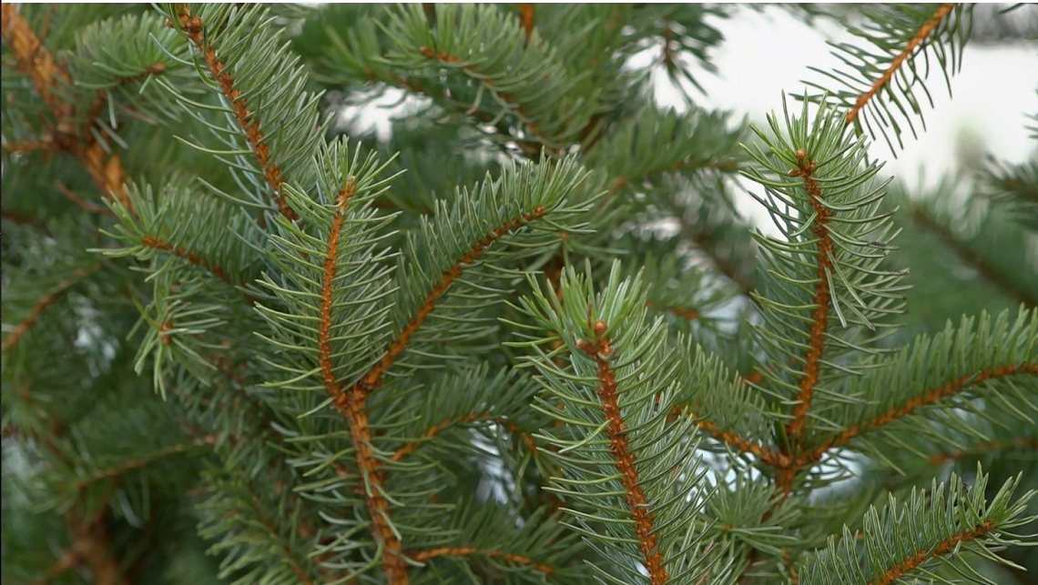 В Пензе продолжается работа по озеленению города