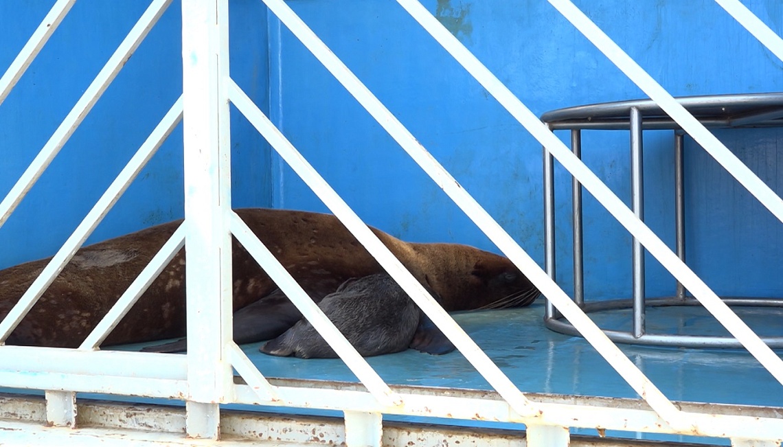 В Пензе на свет появился северный морской лев