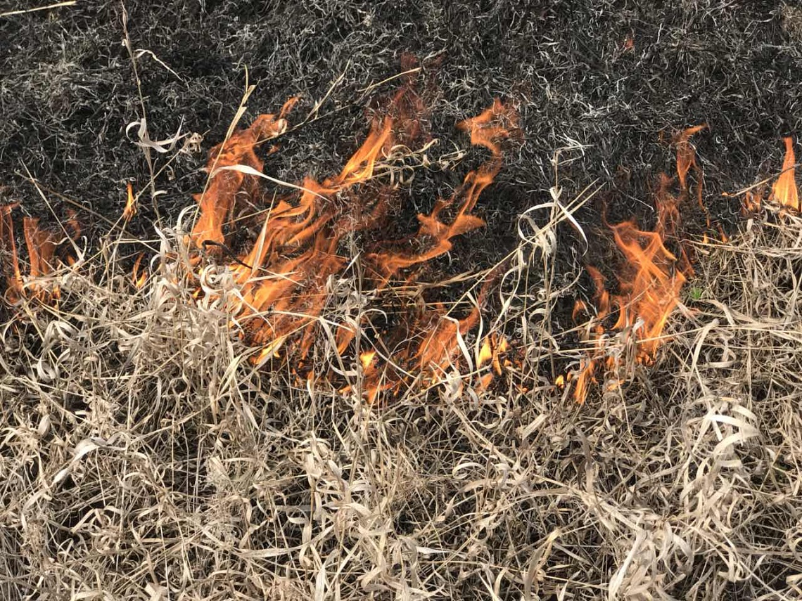 Лесной пожар под Пензой тушили восемь часов
