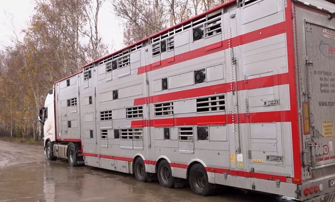 В Кузнецком районе готовят к открытию новый комплекс по производству молока