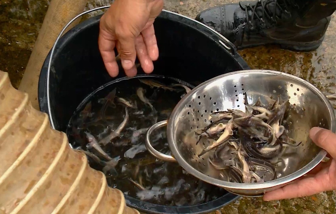 В Сурское водохранилище выпустили стерлядь