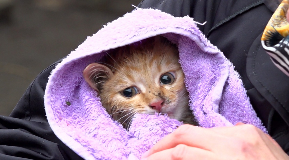 Пензенцы спасли котенка, забравшегося на дерево