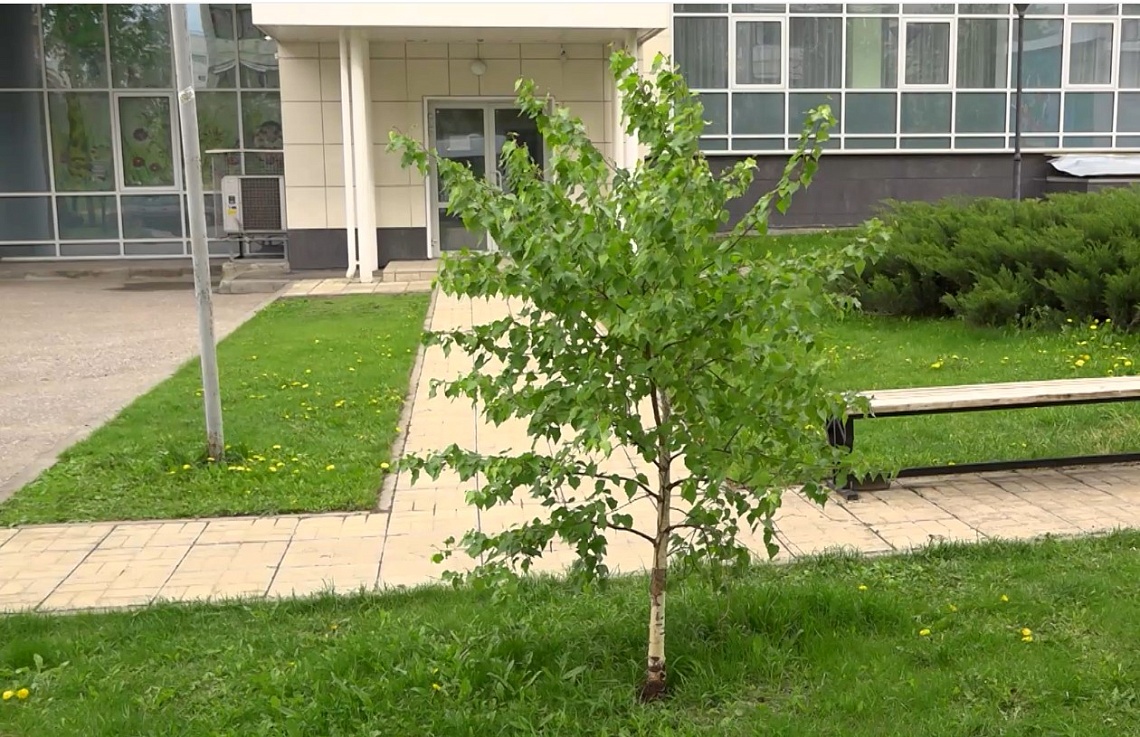 В Пензе сотрудники библиотеки им. М. Ю. Лермонтова поддержали акцию «Сад памяти»