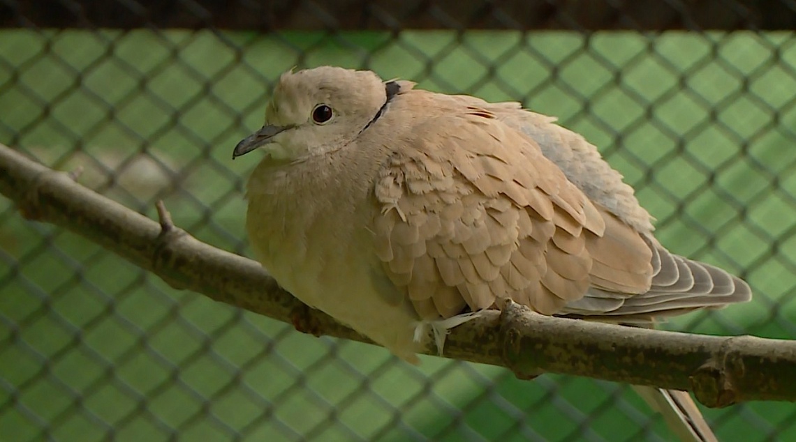 В Пензенском зоопарке пополнение в виде пары смеющихся горлиц