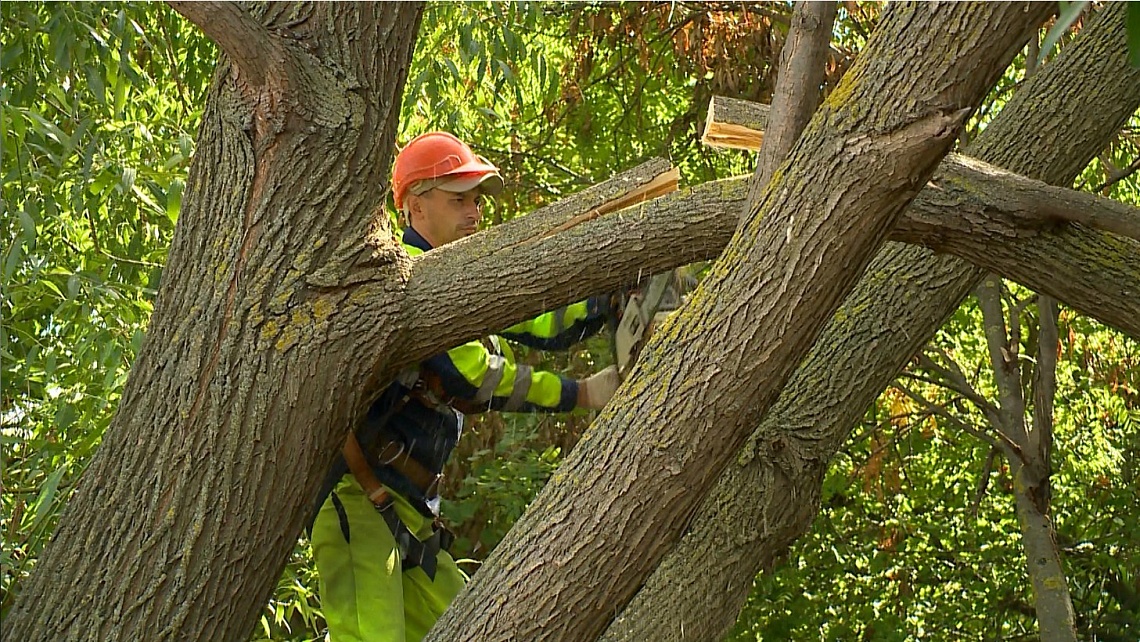 В Пензе продолжается работа по опиловке деревьев