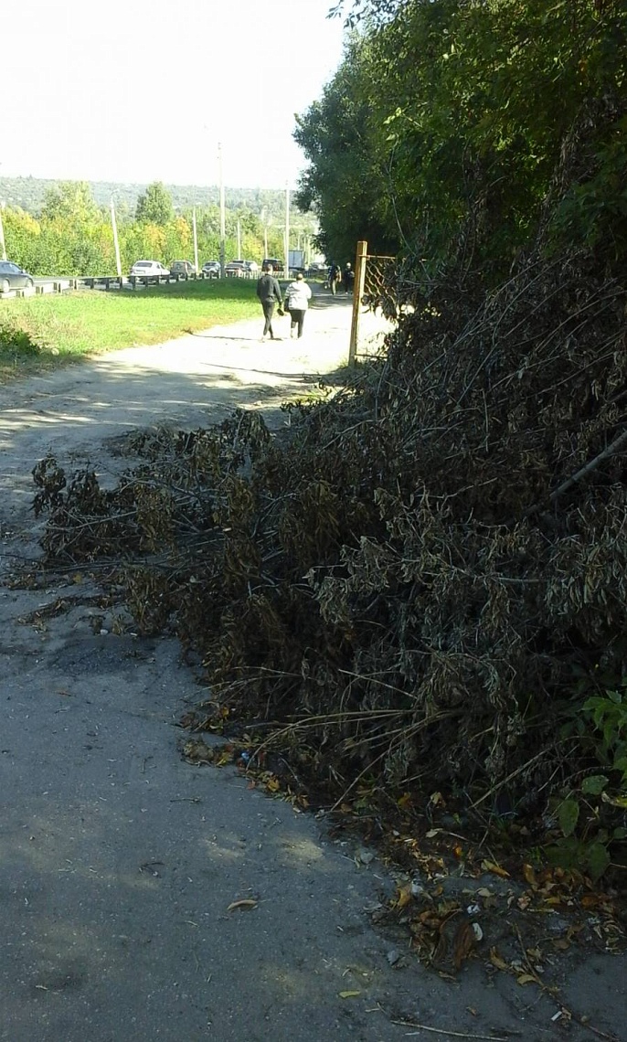 В Пензе коммунальщики месяц не могут убрать спиленные ветки