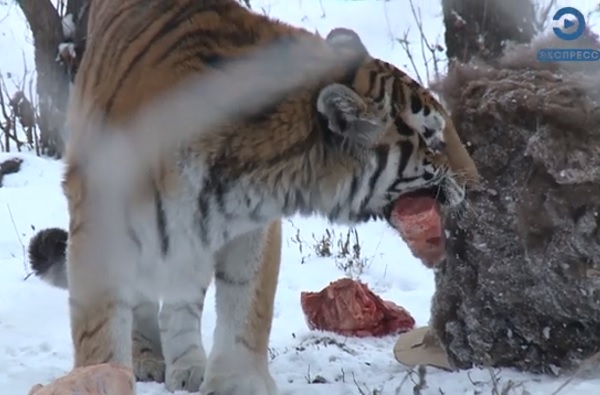 Пензенцы увидели, как кормят самку амурского тигра