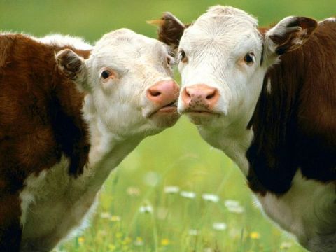 Пензенская область заняла 1 место по производству мяса