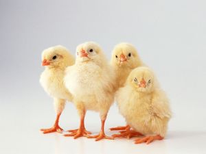 В Пензенскую область доставили 76392 цыплят из Голландии