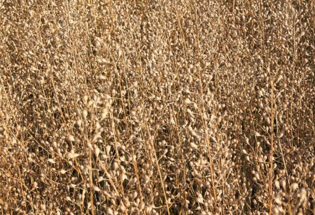 Пензенская область заняла 3 место по объему производства семян рыжика в РФ