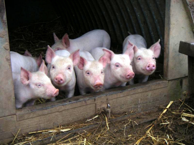 В Пензенскую область чудом не завезли опасную для свиней африканскую чуму