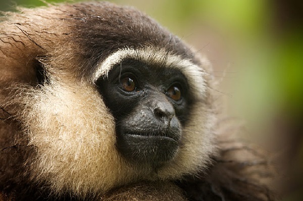 В пензенском зоопарке возводится обезьянник