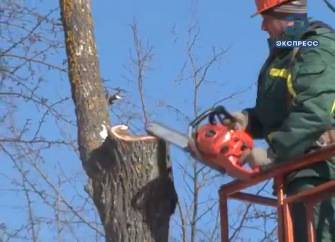 В Пензе начали опиливать аварийные деревья у детских садов и школ