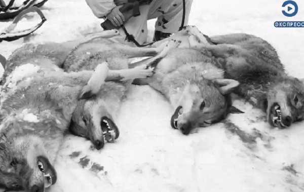 В Пензенской области завершается сезон охоты на волков
