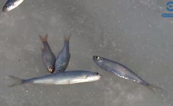Пензенские рыбаки рискуют жизнью ради небольшого улова