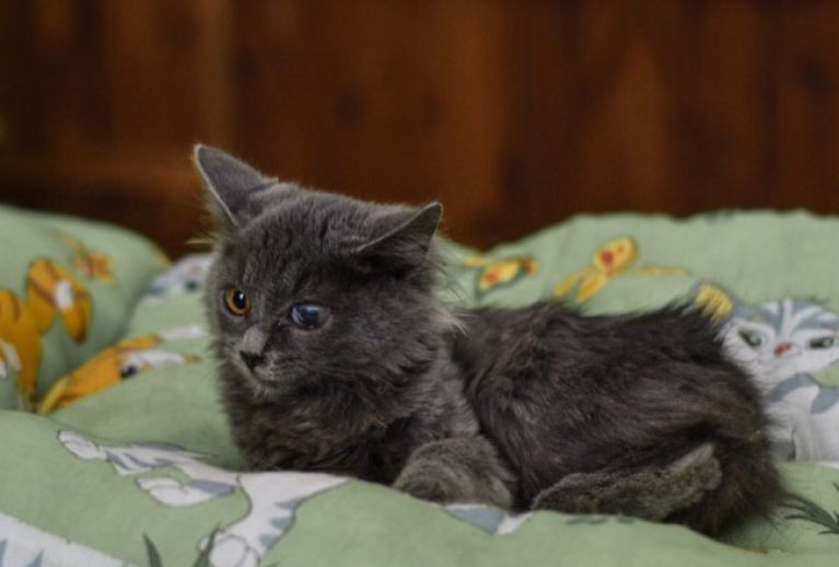 В Пензе ищут дом котенку, которого едва не усыпили
