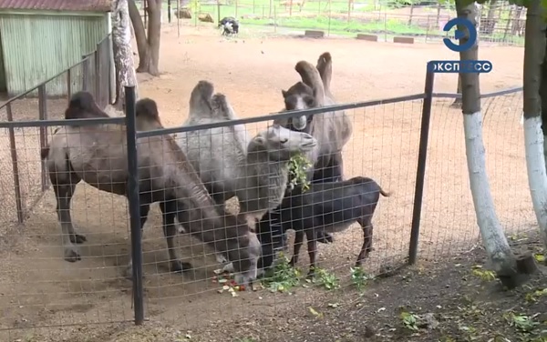 В пензенском зоопарке провели показательное кормление верблюдов