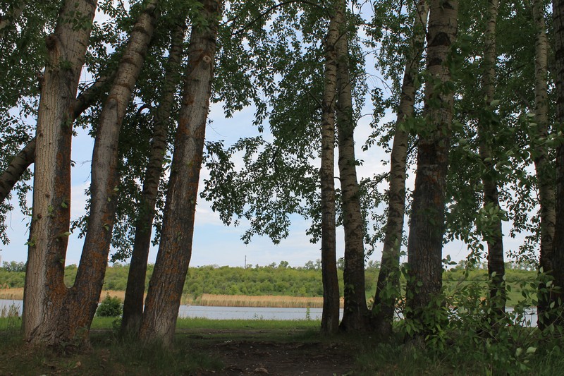 В Пензенской области на сохранение лесов выделено 40 млн