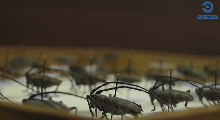 В Пензе готовят фитоловушки для насекомых к лету