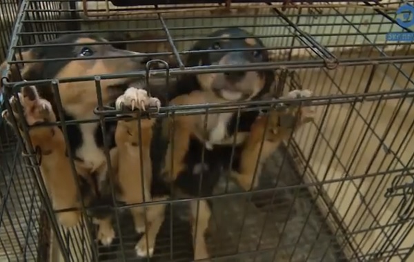 Пензенцев просят сообщать о жестоком обращении с животными в УМВД